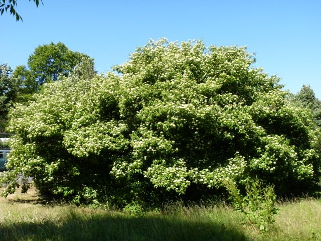 Cornus amomum P1D P2C